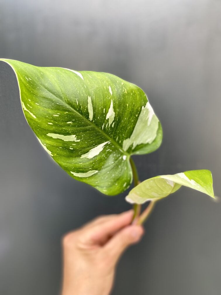 Zdjęcie rośliny Philodendron White Princess - sadzonka, ujęcie 3