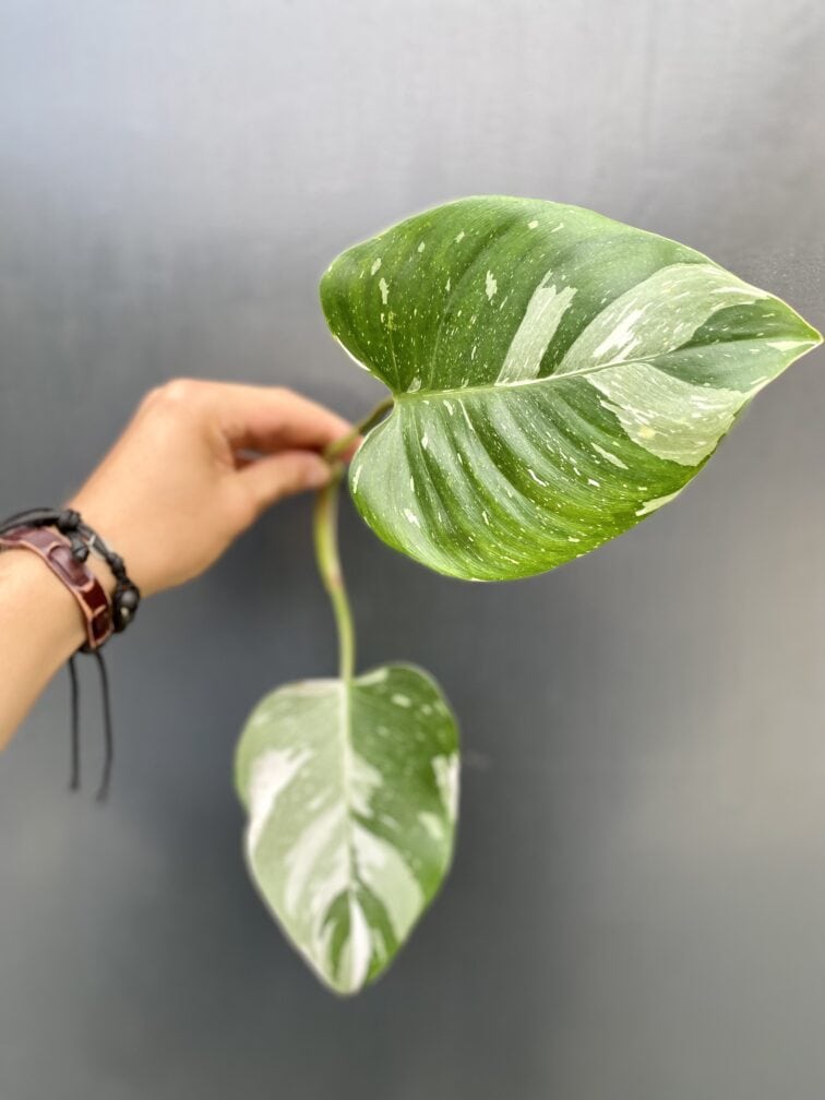 philodendron-white-princess-sadzonka_2-1_1627384115.jpg Zdjęcie rośliny Philodendron White Princess - sadzonka, ujęcie 1
