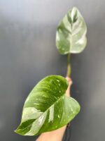 Zdjęcie rośliny Philodendron White Princess - sadzonka, ujęcie 2