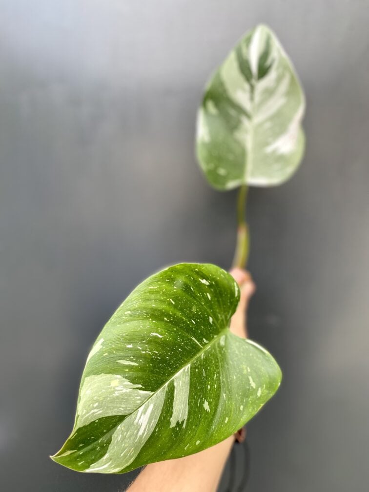 Zdjęcie rośliny Philodendron White Princess - sadzonka, ujęcie 2