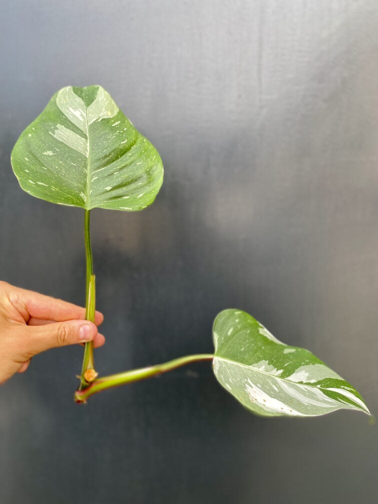Zdjęcie rośliny Philodendron White Princess - sadzonka, ujęcie 3