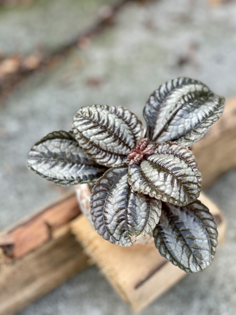 Zdjęcie rośliny Pilea Norfolk, ujęcie 1