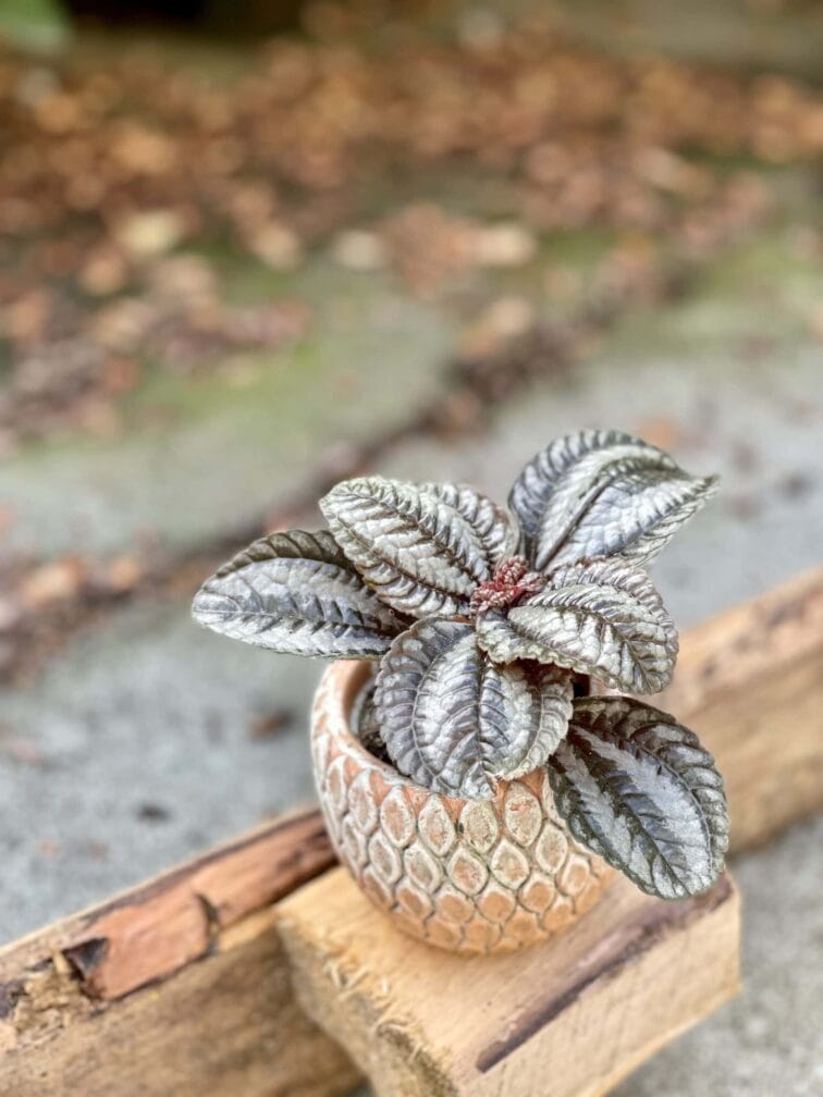Zdjęcie rośliny Pilea Norfolk, ujęcie 2