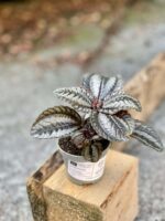 Zdjęcie rośliny Pilea Norfolk, ujęcie 3