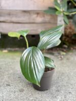 Zdjęcie rośliny Rhaphidophora decursiva, ujęcie 1