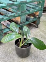 Zdjęcie rośliny Rhaphidophora decursiva, ujęcie 2
