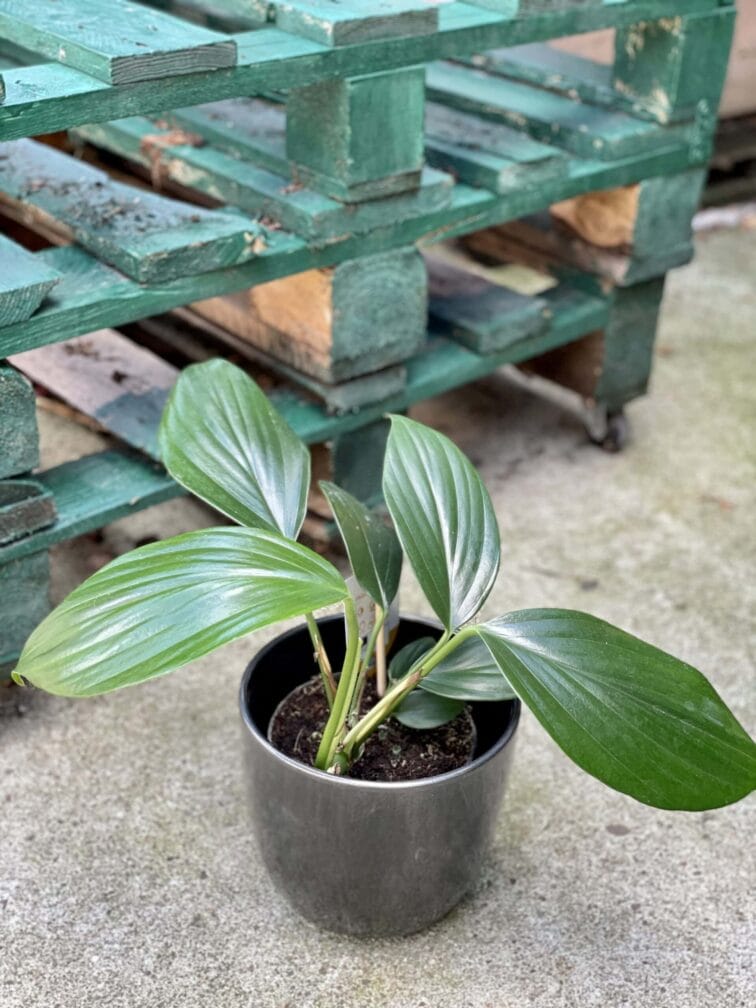 Zdjęcie rośliny Rhaphidophora decursiva, ujęcie 2
