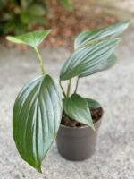 Zdjęcie rośliny Rhaphidophora decursiva, ujęcie 3