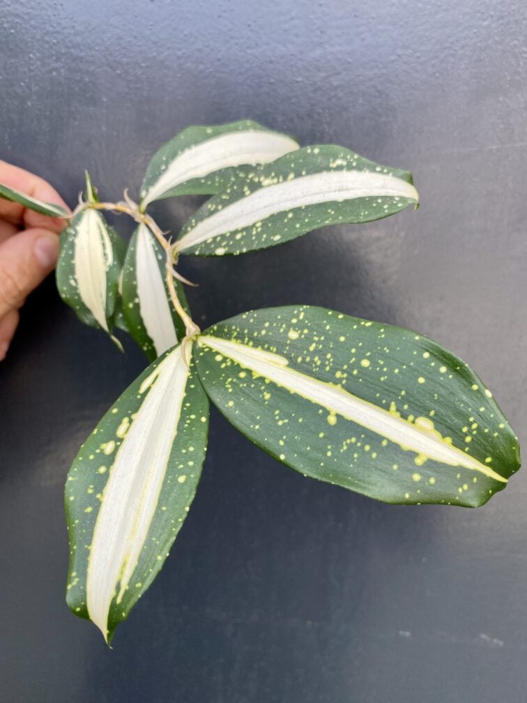 Zdjęcie rośliny Sadzonka Dracena Milky Way, ujęcie 2