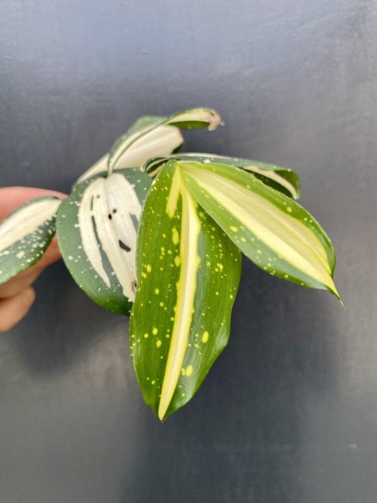 Zdjęcie rośliny Sadzonka Dracena Milky Way, ujęcie 2