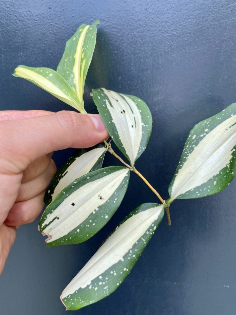 Zdjęcie rośliny Sadzonka Dracena Milky Way, ujęcie 3
