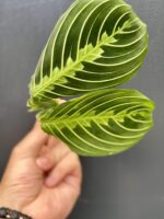 Zdjęcie rośliny Sadzonka Maranta Lemon Lime, ujęcie 1