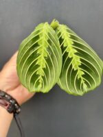Zdjęcie rośliny Sadzonka Maranta Lemon Lime, ujęcie 2