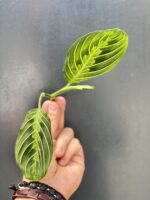 Zdjęcie rośliny Sadzonka Maranta Lemon Lime, ujęcie 1