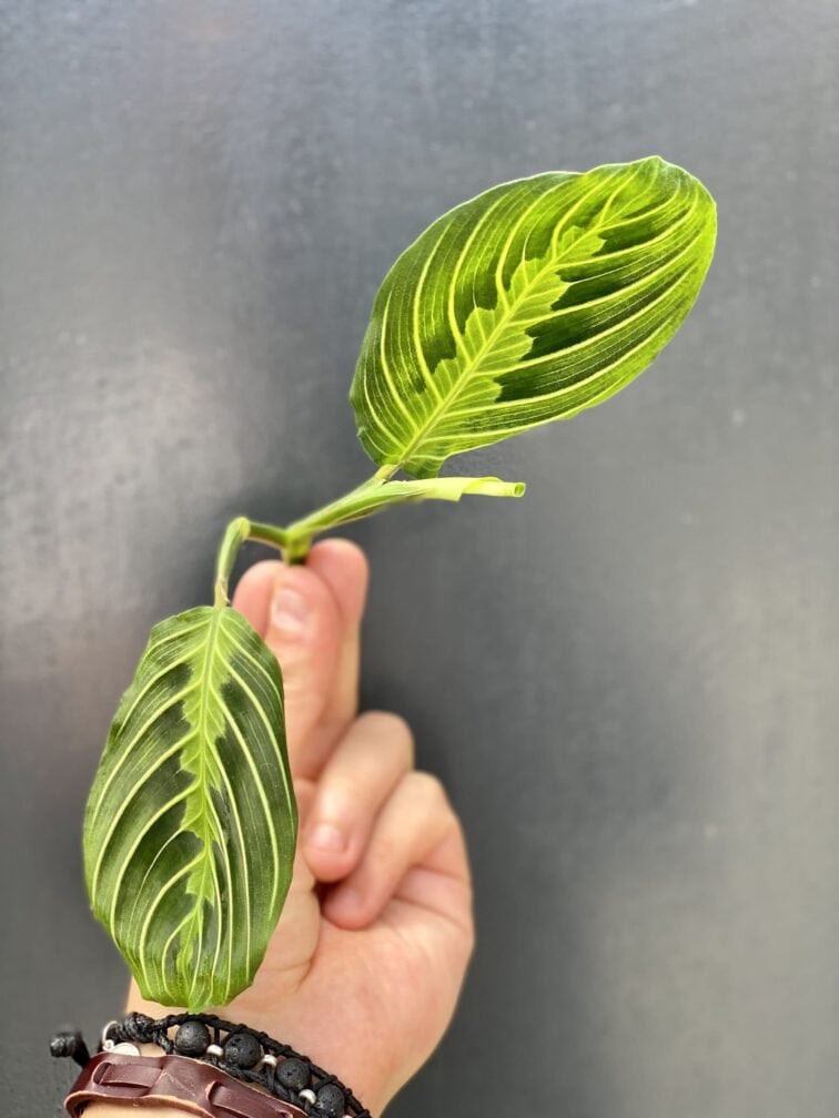 sadzonka-maranta-lemon-lime_1x15-1_1625214872.jpg Zdjęcie rośliny Sadzonka Maranta Lemon Lime, ujęcie 1