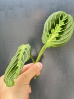 Zdjęcie rośliny Sadzonka Maranta Lemon Lime, ujęcie 3