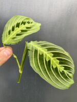 Zdjęcie rośliny Sadzonka Maranta Lemon Lime, ujęcie 2