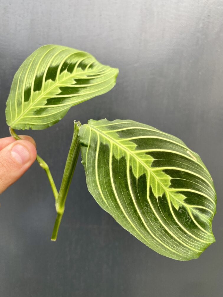 Zdjęcie rośliny Sadzonka Maranta Lemon Lime, ujęcie 2