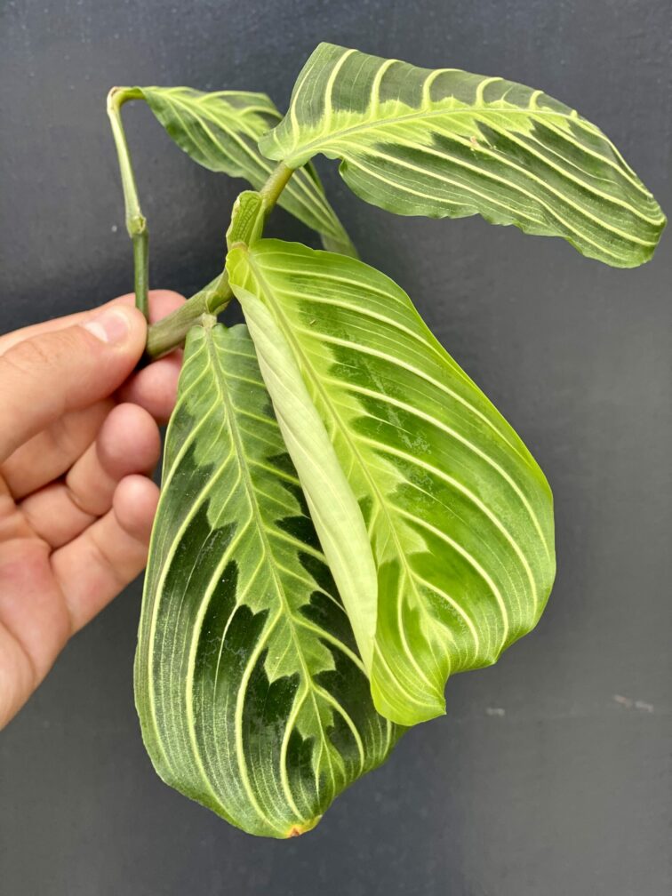 Zdjęcie rośliny Sadzonka Maranta Lemon Lime, ujęcie 2