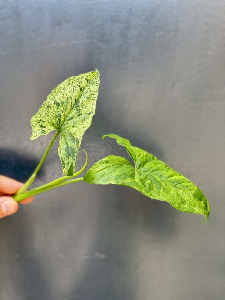 Zdjęcie rośliny Sadzonka Syngonium Mottled, ujęcie 1