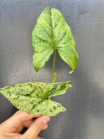 Zdjęcie rośliny Sadzonka Syngonium Mottled, ujęcie 2