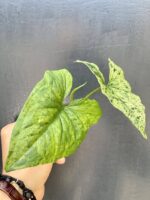 Zdjęcie rośliny Sadzonka Syngonium Mottled, ujęcie 3