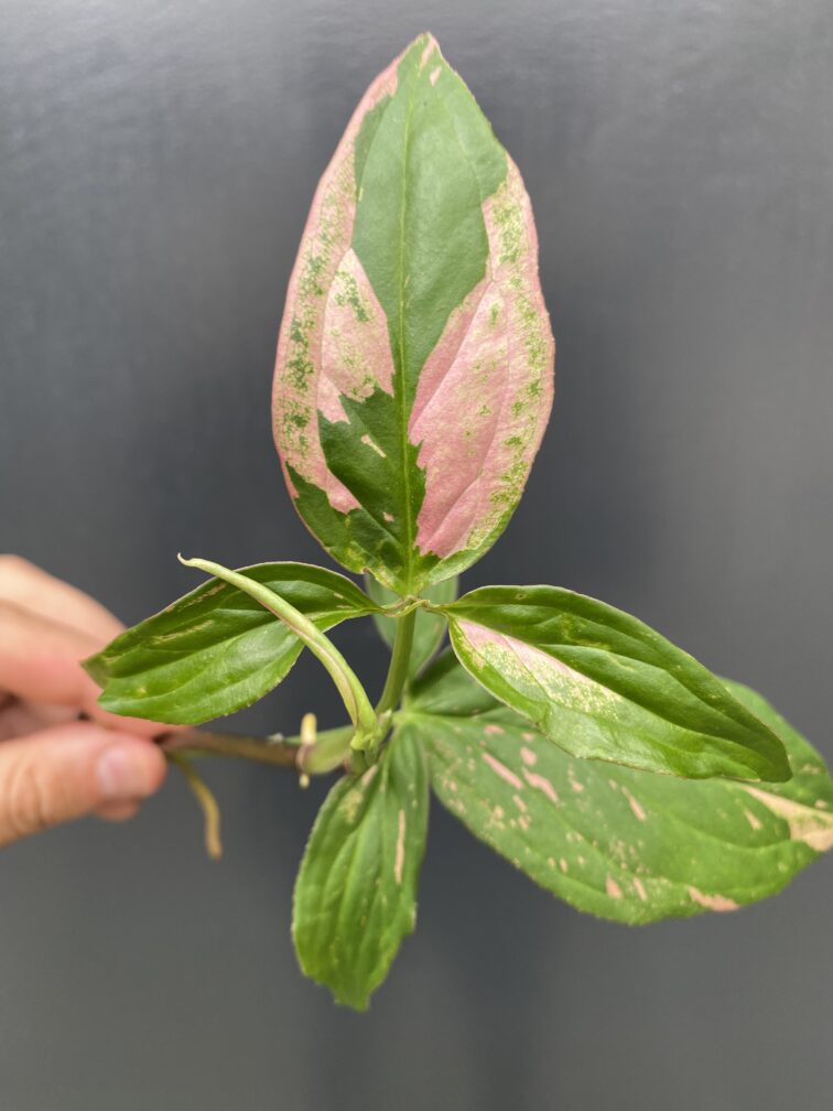 sadzonka-syngonium-pink-splash_2-1_1626693650.jpg Zdjęcie rośliny Sadzonka Syngonium Pink Splash, ujęcie 1
