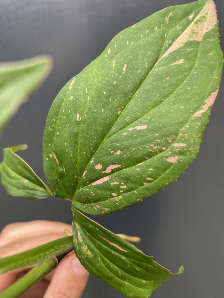 Zdjęcie rośliny Sadzonka Syngonium Pink Splash, ujęcie 2
