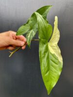 Zdjęcie rośliny Sadzonka Syngonium Podophyllum Albo Variegata, ujęcie 1