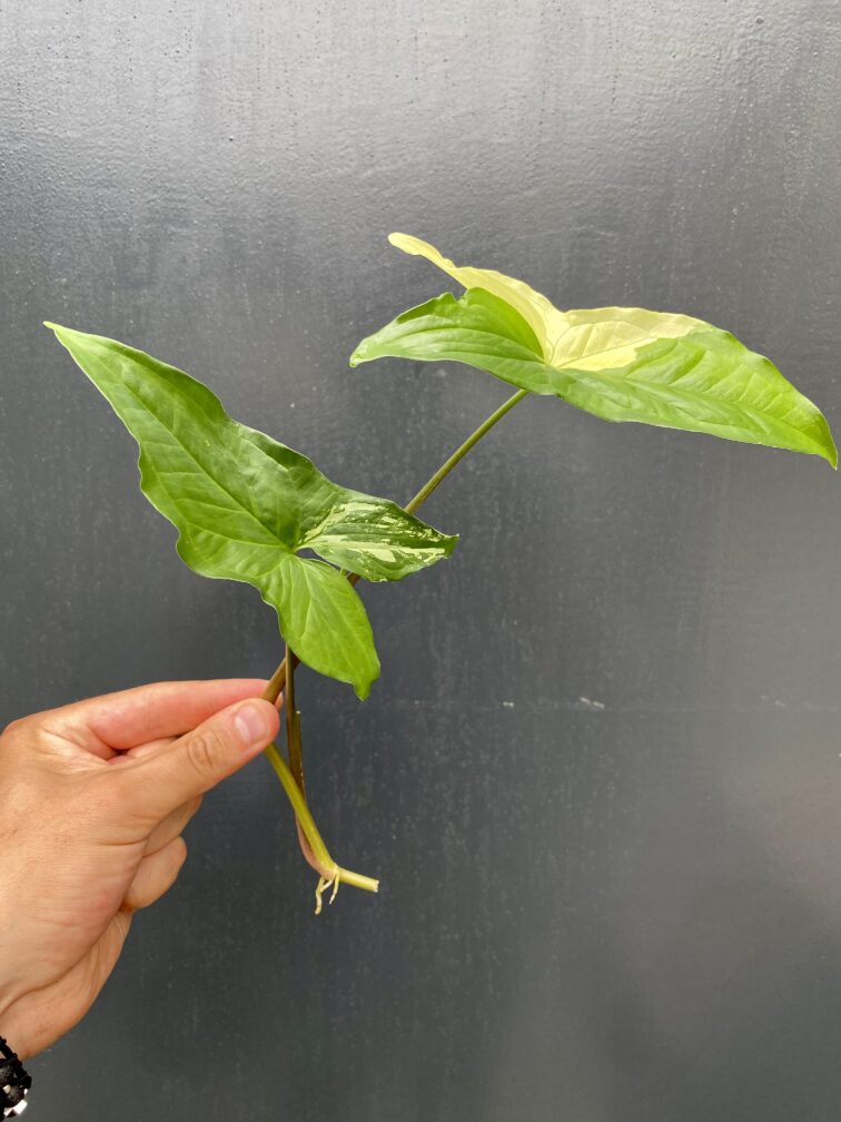 Zdjęcie rośliny Sadzonka Syngonium Podophyllum Albo Variegata, ujęcie 2