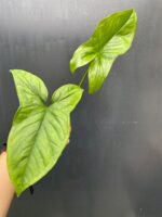 Zdjęcie rośliny Syngonium Emerald Gem - sadzonka, ujęcie 1