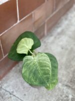 Zdjęcie rośliny Syngonium Ice Frost, ujęcie 2