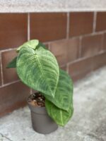 Zdjęcie rośliny Syngonium Ice Frost, ujęcie 3
