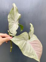 Zdjęcie rośliny Syngonium Pink Spot sadzonka, ujęcie 2