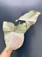 Zdjęcie rośliny Syngonium Pink Spot sadzonka, ujęcie 3
