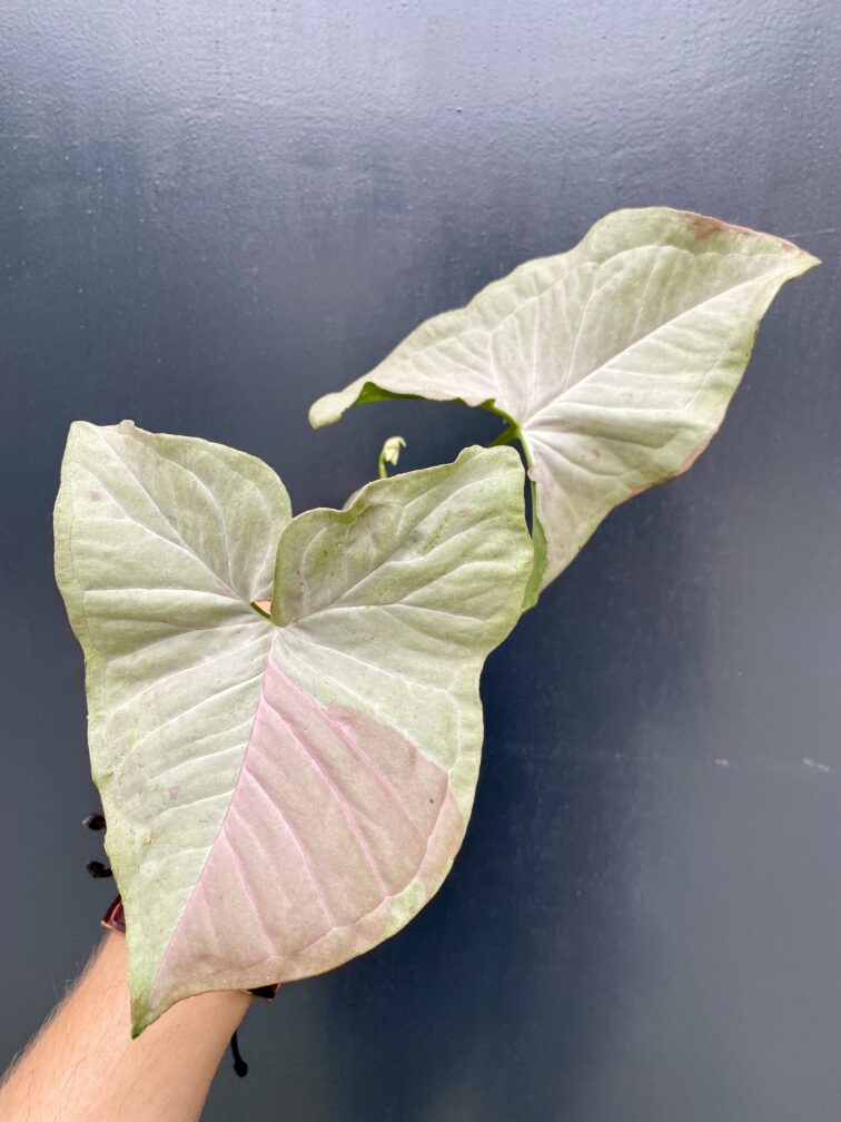 Zdjęcie rośliny Syngonium Pink Spot sadzonka, ujęcie 3