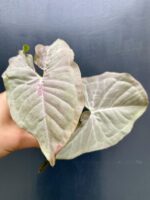 Zdjęcie rośliny Syngonium Pink Spot sadzonka, ujęcie 1