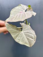 Zdjęcie rośliny Syngonium Pink Spot sadzonka, ujęcie 2