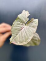 Zdjęcie rośliny Syngonium Pink Spot sadzonka, ujęcie 3