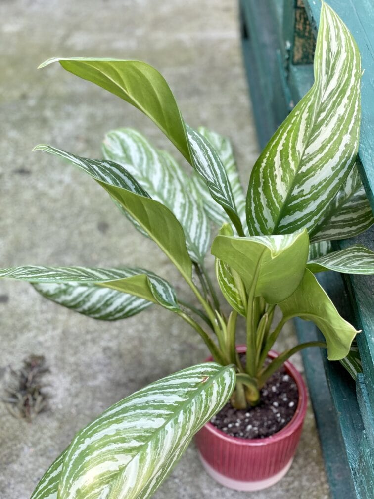 aglaonema-stripes_12x40-1_1629538301.jpg Zdjęcie rośliny Aglaonema Stripes, ujęcie 1