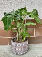 Zdjęcie rośliny Alocasia Low Rider, ujęcie 1