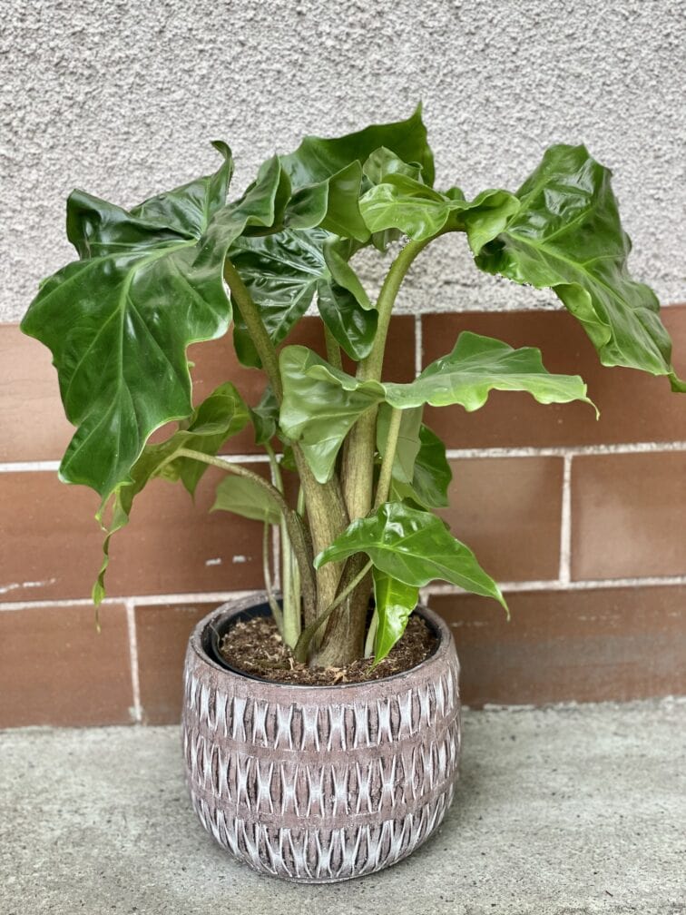 Zdjęcie rośliny Alocasia Low Rider, ujęcie 1