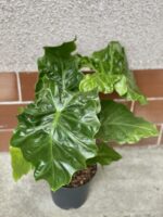 Zdjęcie rośliny Alocasia Low Rider, ujęcie 2