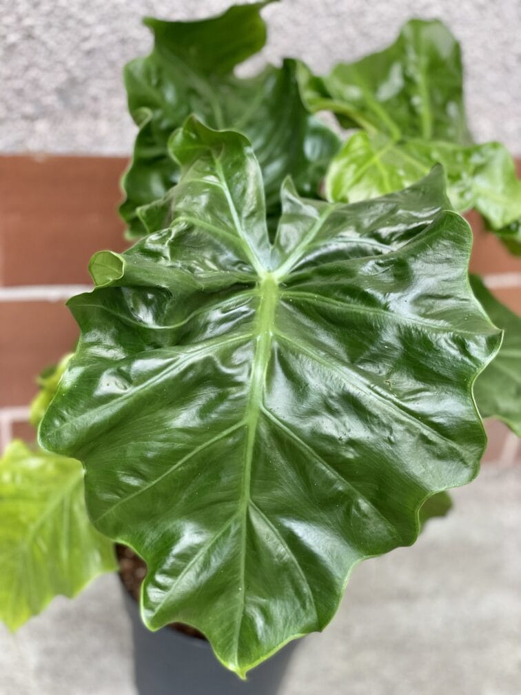 Zdjęcie rośliny Alocasia Low Rider, ujęcie 3