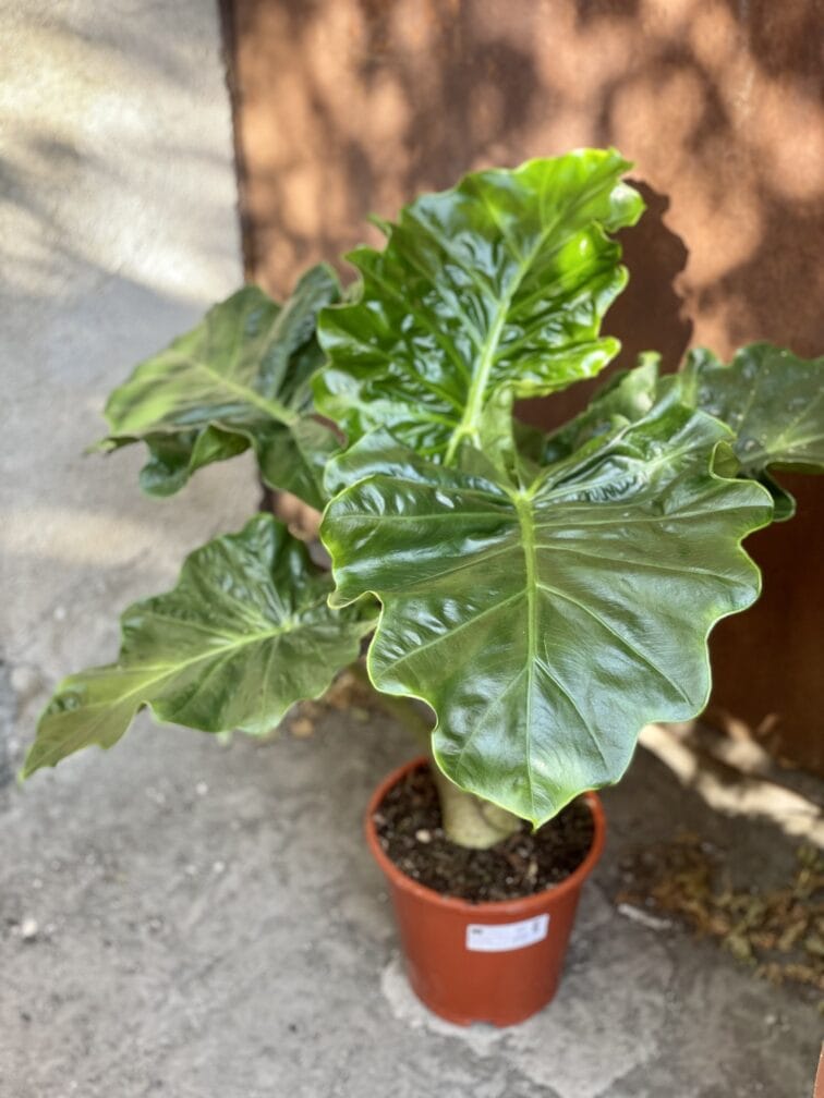 Zdjęcie rośliny Alocasia Low Rider, ujęcie 1