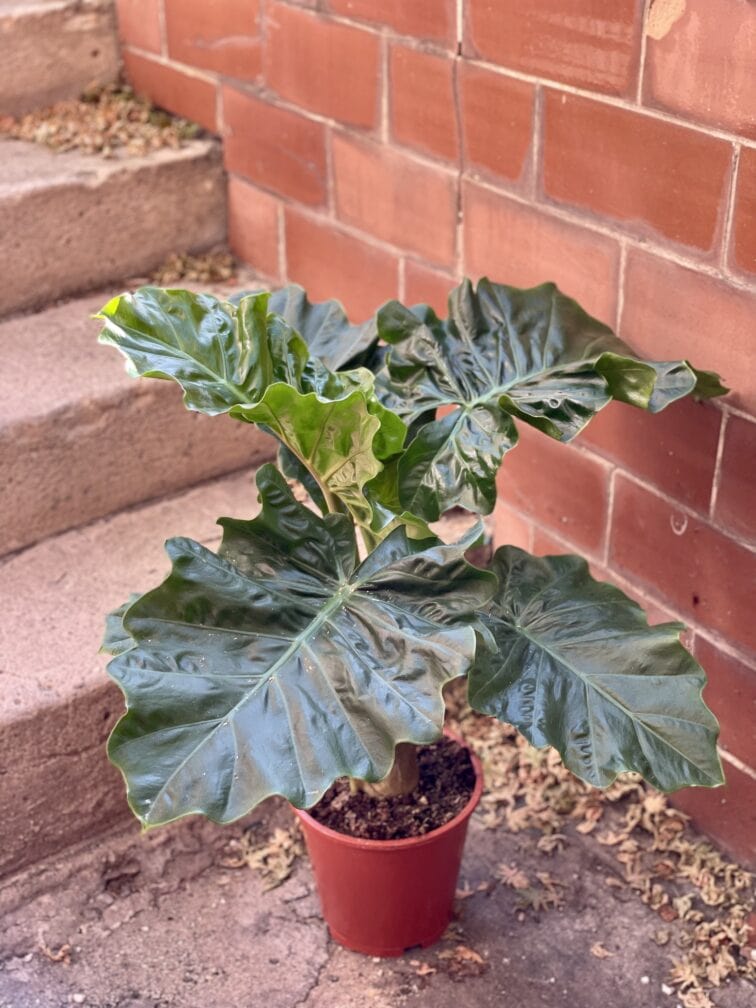 Zdjęcie rośliny Alocasia Low Rider, ujęcie 2