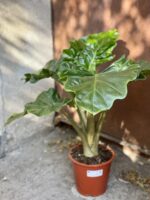 Zdjęcie rośliny Alocasia Low Rider, ujęcie 3