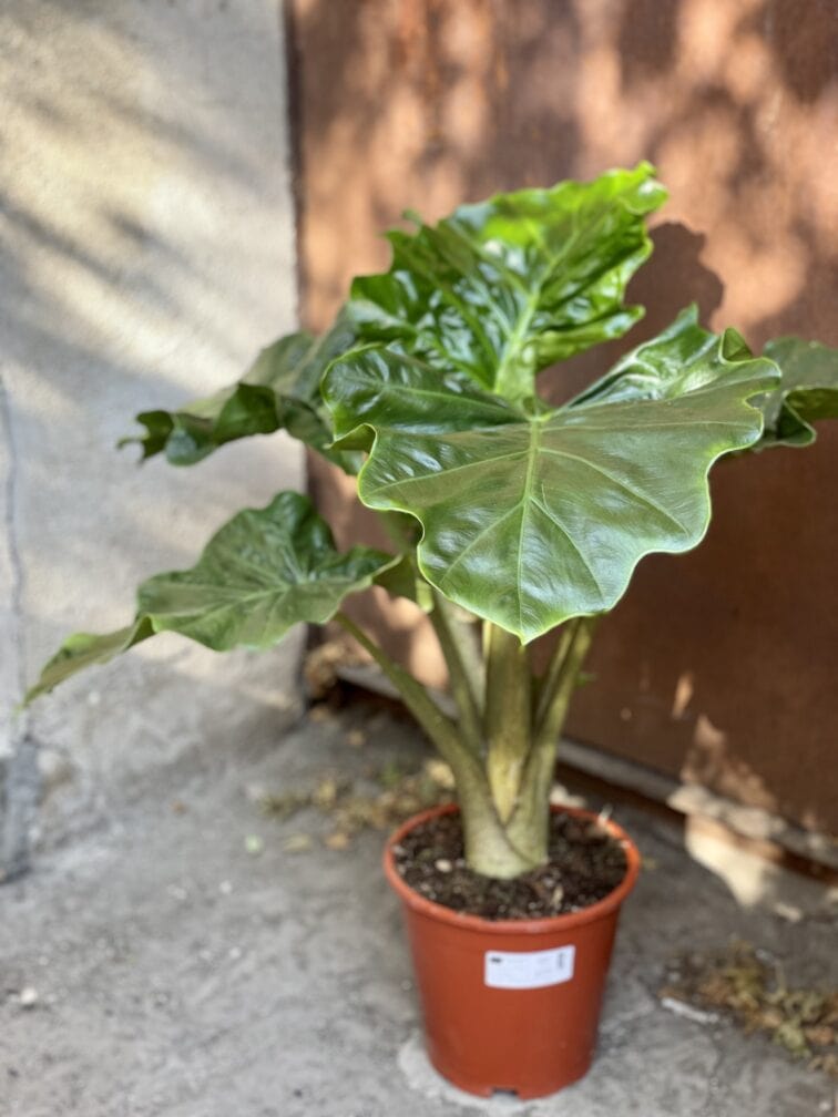 Zdjęcie rośliny Alocasia Low Rider, ujęcie 3