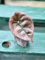 Zdjęcie rośliny Alocasia Red Secret, ujęcie 3
