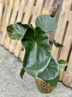 Zdjęcie rośliny Alocasia Regal Shields, ujęcie 1